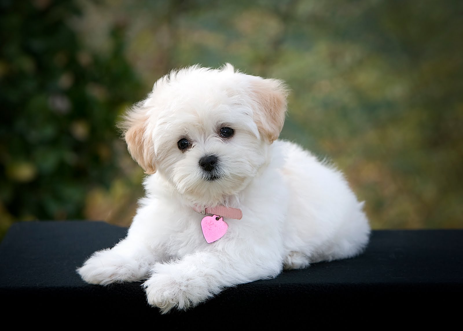 Fluffy white Maltipoo puppy