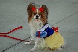 Lynne's Papillon modeling a costume for a pet apparel brand