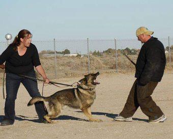 Lynne working a German Shepherd on protection/bite work with a decoy