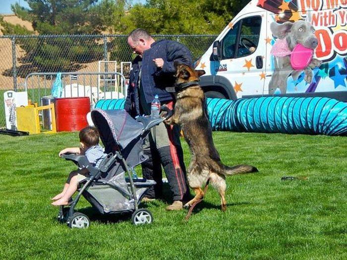 Toddler in a stroller during a dog training session