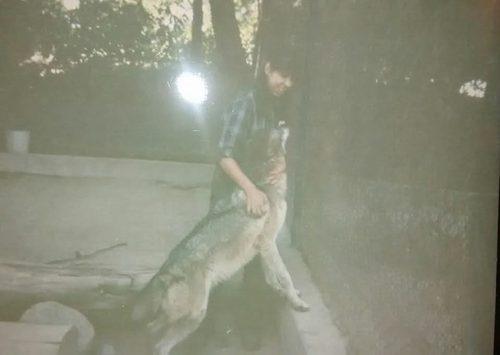 Young Lynne handling a timber wolf at Six Flags