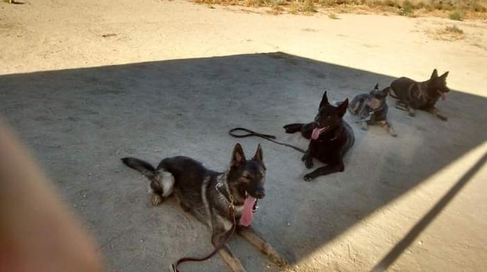 Dog training session in the Uintah Basin