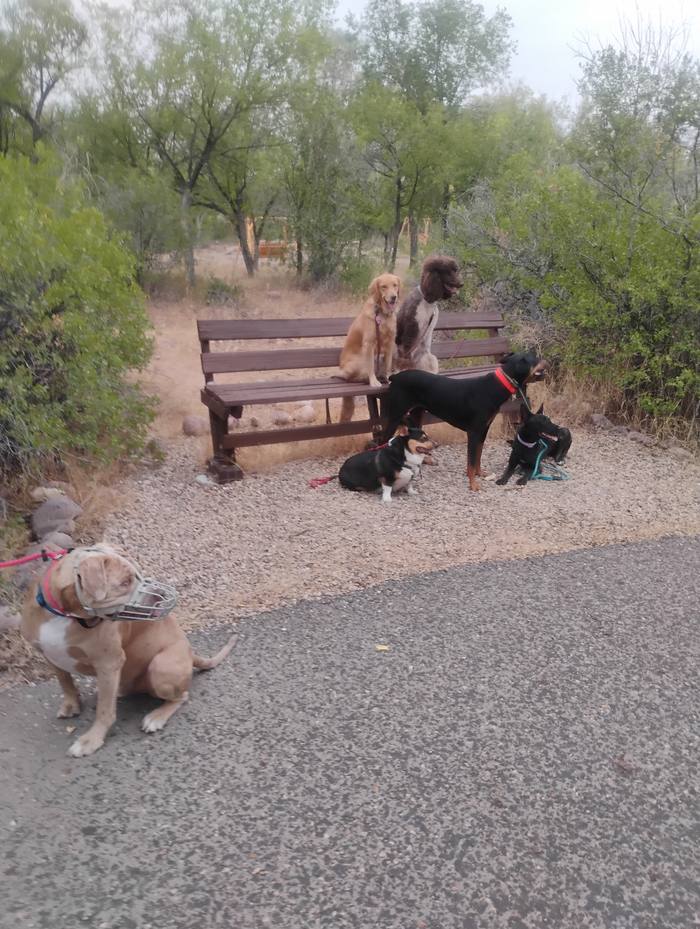 Group class dogs holding a stay on a trail bench during outdoor training in the Uintah Basin