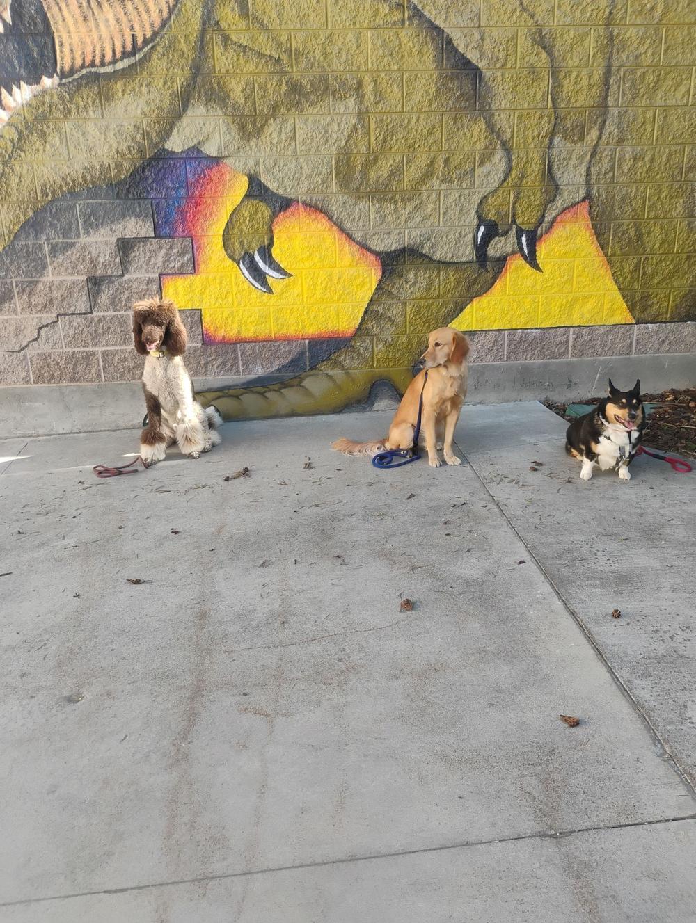 Three dogs holding a stay together in front of a dinosaur mural