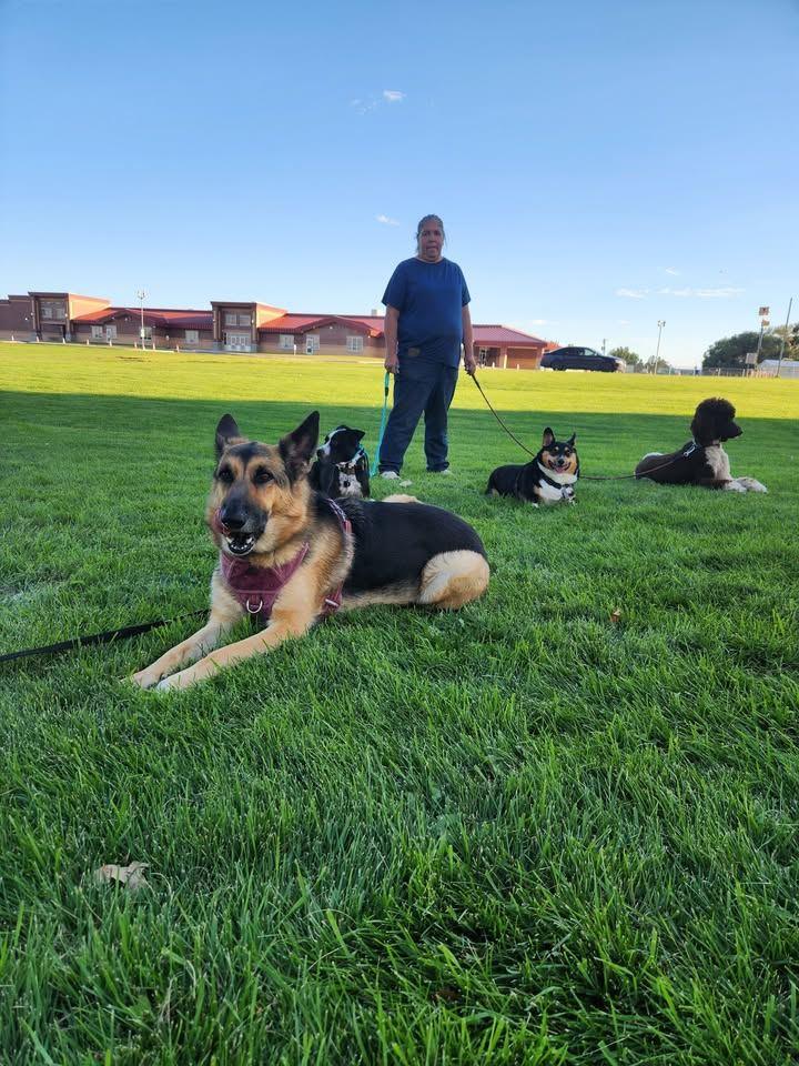 Lynne with four dogs of different breeds holding a down-stay together on the lawn