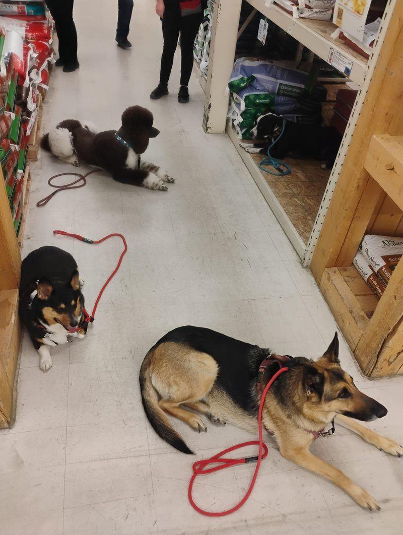 Group class handlers and dogs gathered under the Main Street pavilion in downtown Vernal