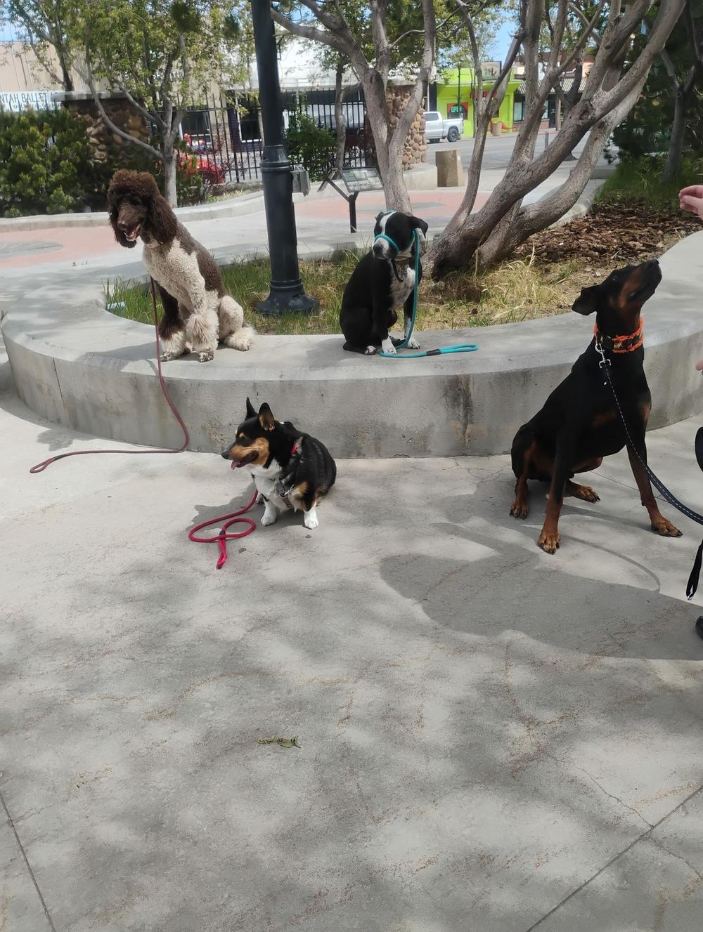 Four different breeds of dogs sitting together in a downtown Vernal plaza