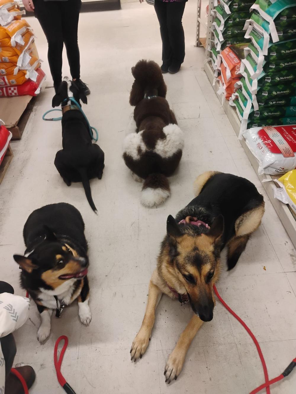Four dogs holding a down-stay together in a farm and pet supply store aisle