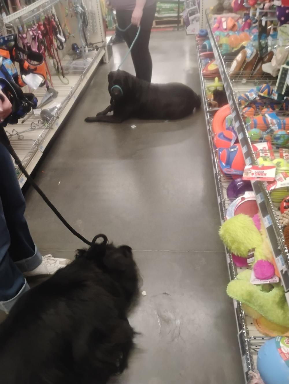 Dogs practicing a down-stay in a pet store toy aisle