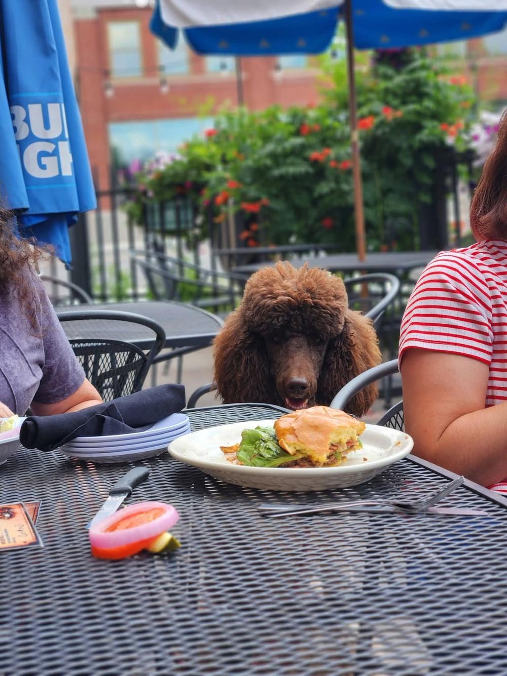A standard poodle holding a down-stay at the table during a Dining and Downstays VIP field trip on a restaurant patio