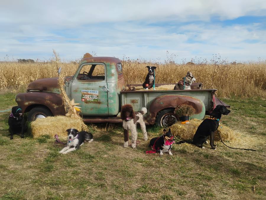 Dogs practicing a stay on hay bales during a real-world field trip at a corn maze in the Uintah Basin