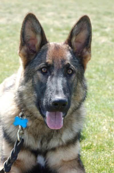 Certified trainer working one-on-one with a German Shepherd
