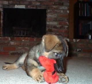 German Shepherd puppy chewing a toy by a fireplace