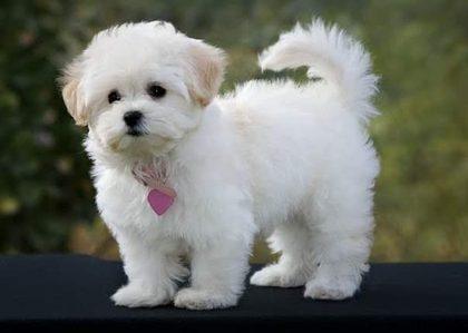 Lynne's Maltipoo puppy standing outdoors