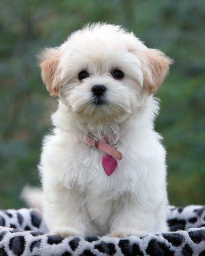 Lynne's Maltipoo puppy