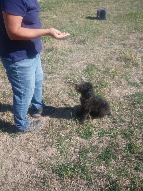 Black poodle puppy sitting during a recall exercise