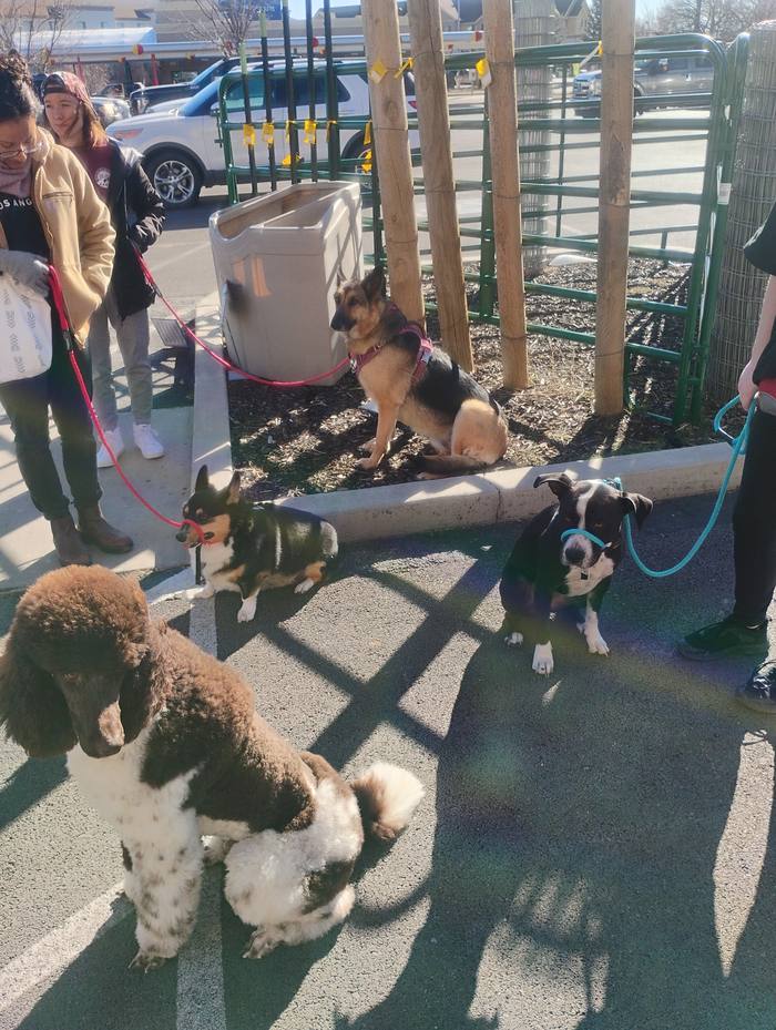 Lynne with multiple dogs
