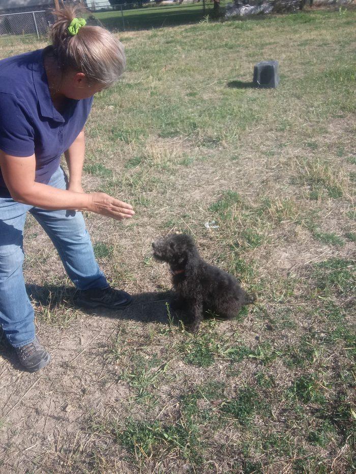 Lynne training a black poodle puppy on a recall exercise