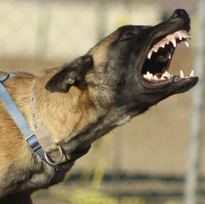 Handler working a leashed Malinois showing reactive behavior on harness