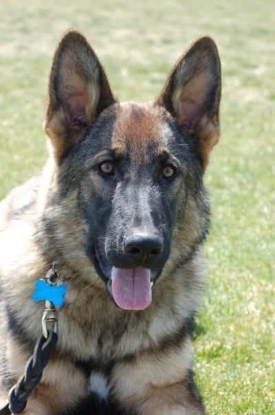 German Shepherd portrait