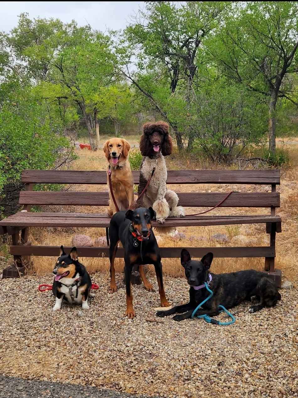 Five dogs of different breeds trained together in the Uintah Basin