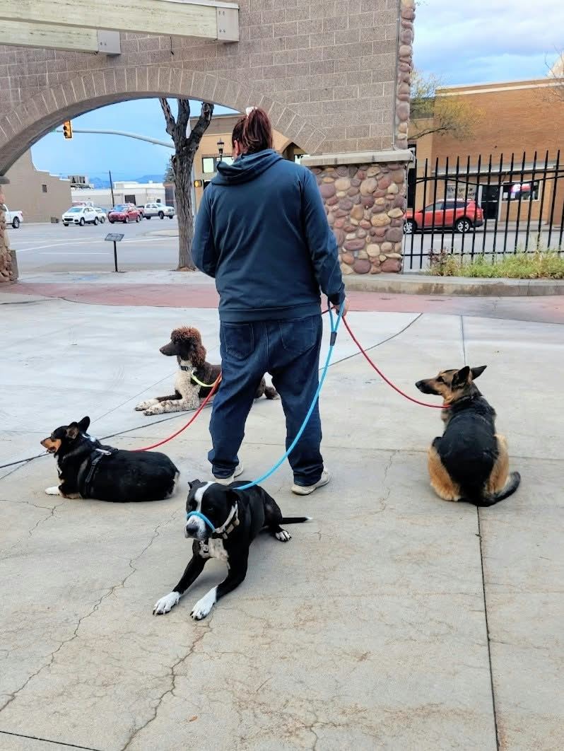 Trainer holding leashes for three dogs at once during a training outing