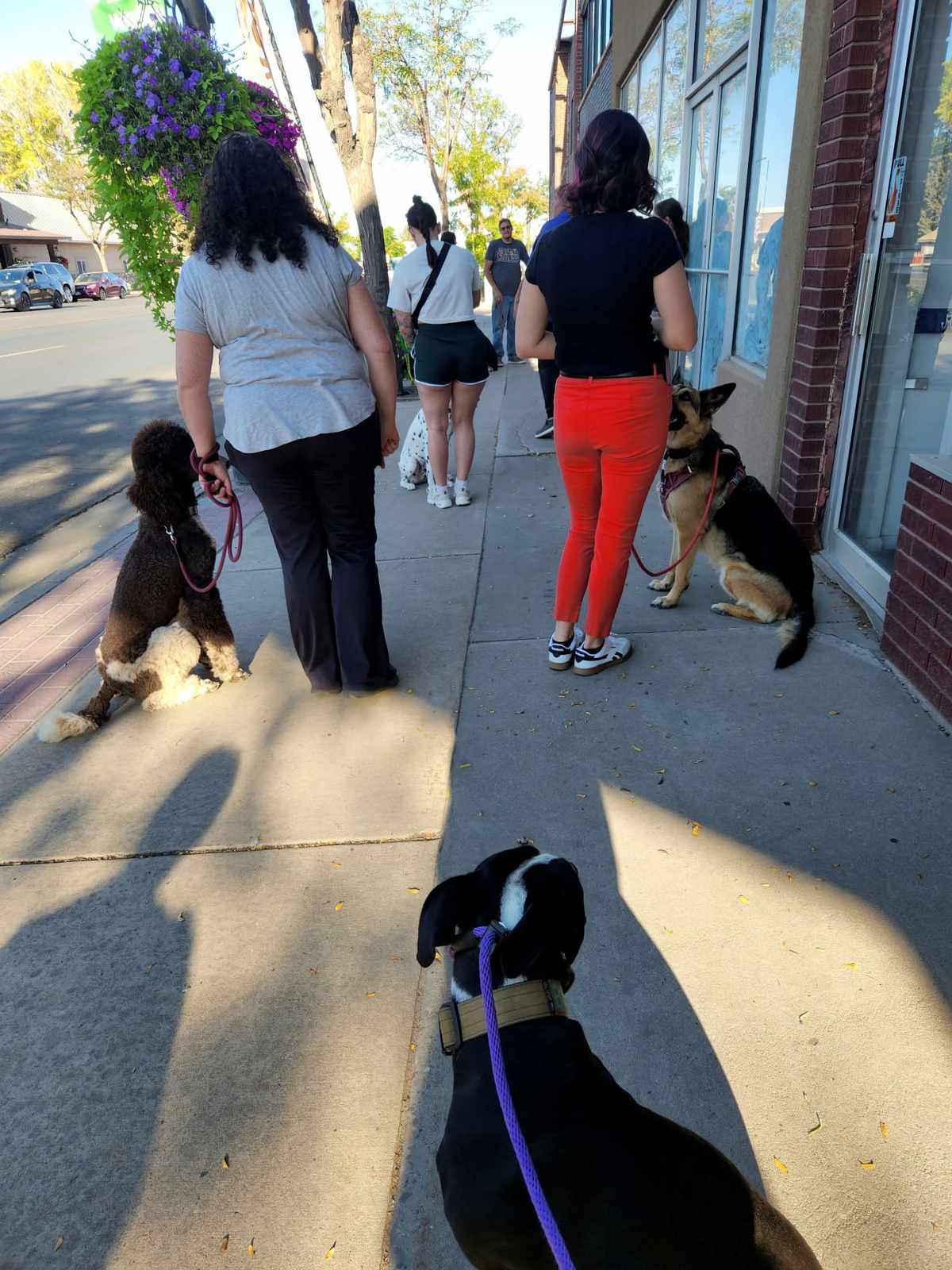 Trainer and clients walking multiple dogs together on a Vernal sidewalk